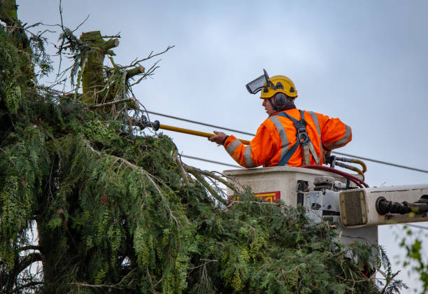 Best Tree Trimming and Pruning  in Pocono Springs, PA