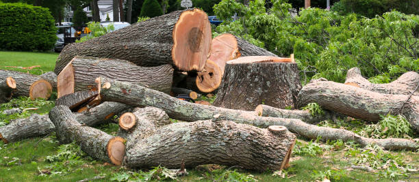 Best Hazardous Tree Removal  in Pocono Springs, PA