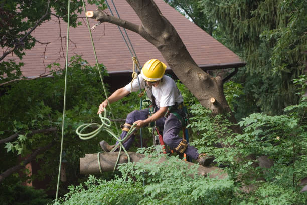 Best Hazardous Tree Removal  in Pocono Springs, PA