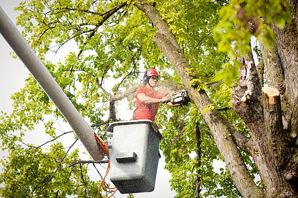 How Our Tree Care Process Works  in  Pocono Springs, PA