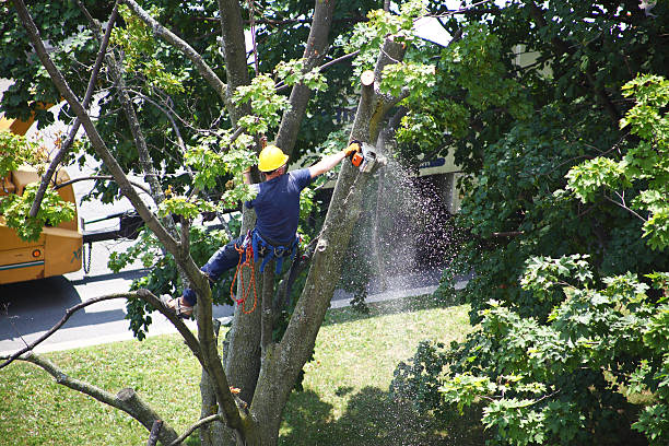 Best Sod Installation  in Pocono Springs, PA