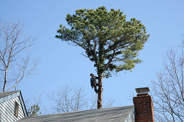 Best Tree Mulching  in Pocono Springs, PA